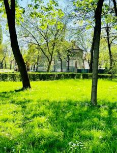 dwa drzewa na polu trawy z domem w tle w obiekcie Central Park Big Apartment w mieście Timişoara