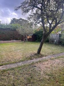 a tree in the middle of a yard with a sidewalk at Cosy and warm studio apartment in Bexleyheath in Belvedere