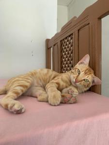 Afbeelding uit fotogalerij van Hostel Flor da Vida in Canoa Quebrada