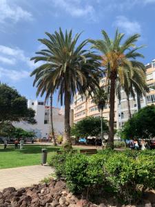 due palme in un parco di fronte a un edificio di Green Beach Las Canteras a Las Palmas de Gran Canaria