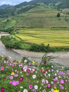 un campo de flores en la hierba junto a un río en Dong Suoi H'mong Homestay & Bungalow en Mù Cang Chải