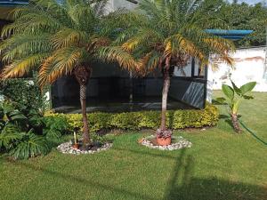 阿特利斯科的住宿－Casa Atlixco de las Flores，两棵棕榈树,在房子旁边的院子