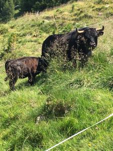 uma vaca negra e uma vaca bebé em pé num campo em Chalet typique tout confort avec studio en dessous em Hérémence