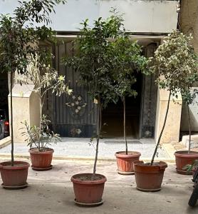 開羅的住宿－Apartment in Zamalek，坐在门前的一群盆栽树木