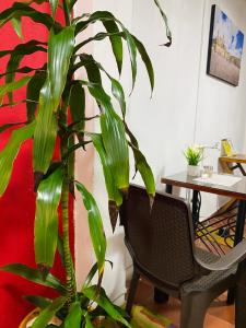 a plant sitting next to a table and a chair at Bogotá Kings 101 in Bogotá