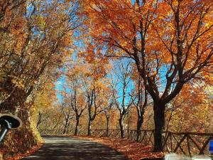 uma estrada com árvores de outono ao lado dela em La Piccola Baita di Filettino em Filettino