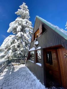 a house in the snow with a snow covered tree at Chalet Cermis in Cavalese