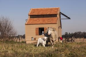 una oveja y un cordero parados frente a una casa en Be and See in Nature, en Ovar