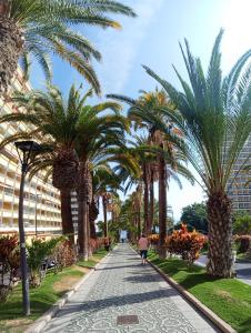 une rue avec des palmiers et une personne marchant sur un trottoir dans l'établissement Paraíso San Telmo, à Puerto de la Cruz