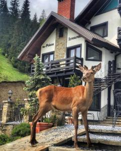 a deer standing on the steps of a house at Pensiunea Poiana Izvoarelor in Vatra Dornei