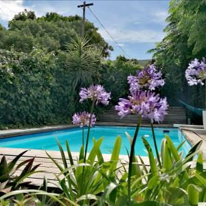 un jardín con flores púrpuras y una piscina en Aloha Lodge, en Ciudad del Cabo