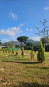 a group of trees in a field with a tree at Eva tatil evleri in Perşembe