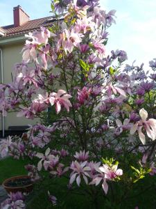 a tree with pink flowers in front of a house at VGH accommodation services in Vilnius