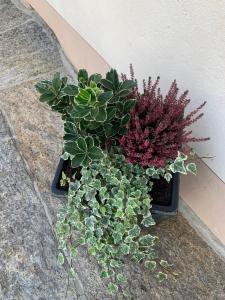 une plante en pot assise sur le sol à côté d'un mur dans l'établissement Casa Albina, à Craveggia