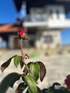a pink rose is growing on a plant at Archontiko Alexandros Luxury Suites in Kardiá