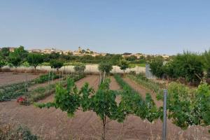 a farm with a bunch of plants in a field at Casa Rural La Garnacha in Alpera