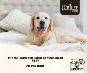 a dog laying on top of a bed at The Jubilee Hotel - with Spa and Restaurant and Entertainment in Weymouth