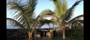 two palm trees in front of a house at Tortuga B&B in São Filipe