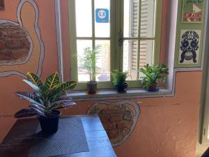 ポルト・アレグレにあるHostel do Luccaの窓枠に鉢植えの植物が並ぶ部屋