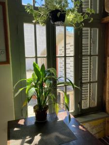 une plante assise sur une table devant une fenêtre dans l'établissement Hostel do Lucca, à Porto Alegre