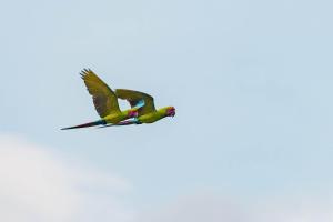dos pájaros volando en el cielo en Veragua Rainforest, en Puerto Limón
