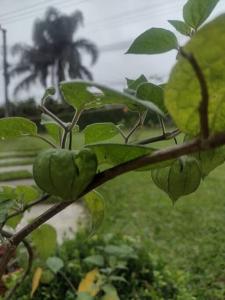 un ramo di albero con foglie verdi sopra di GartenHaus a São Bento do Sul