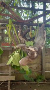 un animal colgando de una cerca con sus pies en un árbol en Canoa Inn Natural Lodge, en Iquitos