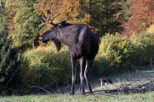 Animales en el hotel o alrededores