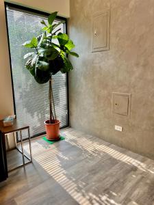 Habitación con planta frente a una ventana en 青逸居 桃園中壢民宿 親子包棟 Qing Yi Ju, en Zhongli