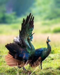 two peacocks standing in the grass with their wings out at TelukBiru Homestay in Banyuwangi