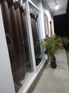 una camera con finestre e piante in vaso su un portico di NELU GUEST HOUSE a Panglao