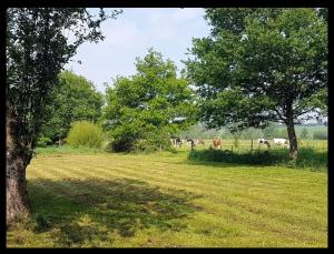 un campo con árboles y vacas a lo lejos en L'Atelier de la Blanchardière 49520, en Le Tremblay