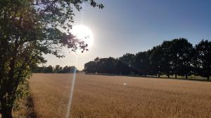 a large field with the sun in the background at Stadtwohnung in Calau (Spreewald) in Calau