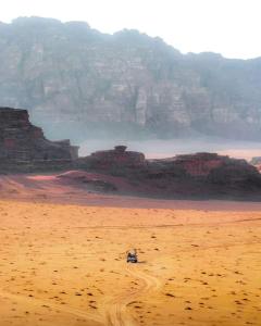 a animal sitting in the sand in the desert at Traditions of Wadi Rum camp & jeep tour in Wadi Rum