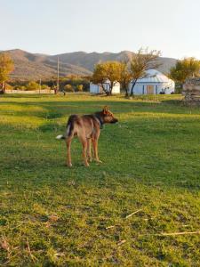 a dog standing in a field of grass at Юрта 6-канатная in Türgen