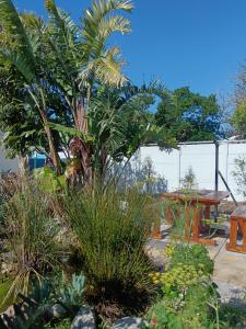 a garden with a palm tree and a table at Private & Spacious Olive cottage in Bloubergstrand in Cape Town