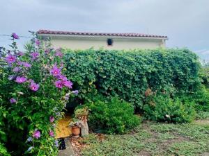 Vonkajšia záhrada v ubytovaní Maison F3 à Céret avec jardin, terrasses et climatisation, proche centre-ville - FR-1-703-96