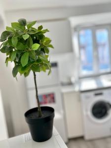 a plant in a black pot sitting on a counter at Residence Zar 1 in Trieste