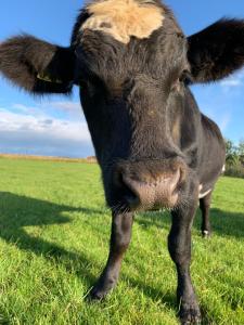 a close up of a cow standing in a field at Farmer's Guest House in Hella