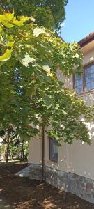 a building with a tree in front of it at Villa Fonyód in Fonyód