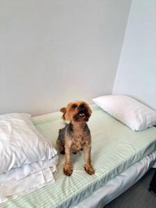 un pequeño perro marrón sentado en una cama en Jaunāmuiža Apartamenti en Valmiera