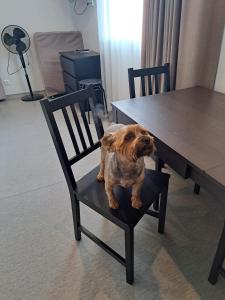 a dog sitting on a chair next to a table at Jaunāmuiža Apartamenti in Valmiera