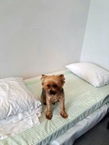 um pequeno cão sentado em cima de uma cama em Jaunāmuiža Apartamenti em Valmiera