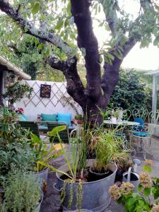 un jardin avec un arbre dans un pot de plantes dans l'établissement LE CITRONNIER, à Lamalou-les-Bains