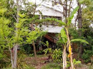 una casa vieja en el bosque con árboles en La Laurina Casa de Campo Hotel/Hospedaje en Villa Lonca