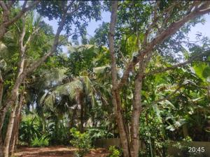 a forest of palm trees in the jungle at Nature Resort in Galle