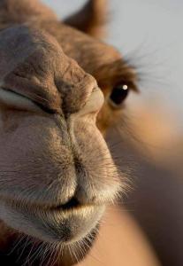 a close up of a giraffes nose at Faima in Douz