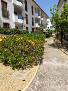 um arbusto com flores de laranja em frente a um edifício em Apartamento Alfaz Del Sol em L'Alfàs del Pi