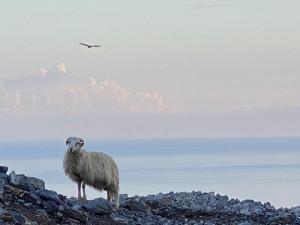 a sheep standing on top of a pile of rocks at Wooden House at the Mountain-private in Paránimfoi