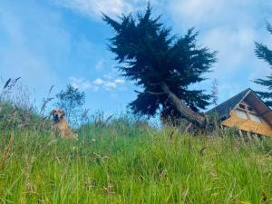 un perro sentado en la cima de una colina con un árbol en Cabaña en La Laguna de la Cocha, en Pasto